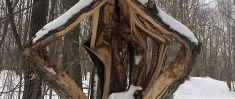 Image result for Exploding SAP Tree