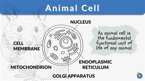 Image result for Cell Biology Definition
