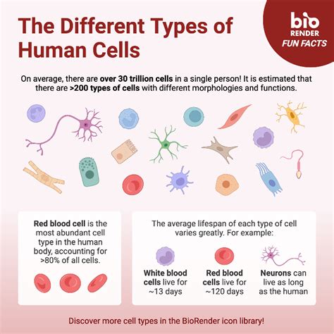 The Different Types of Human Cells | BioRender Science Templates