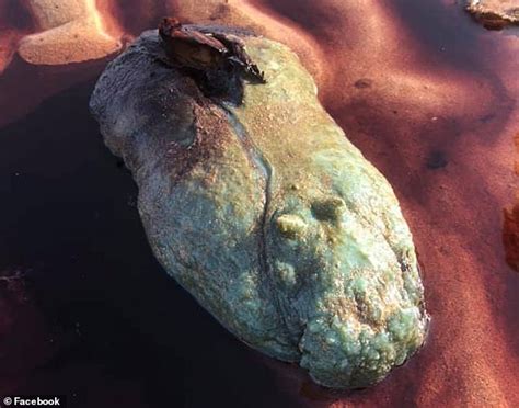 Alien Found On Beach に対する画像結果