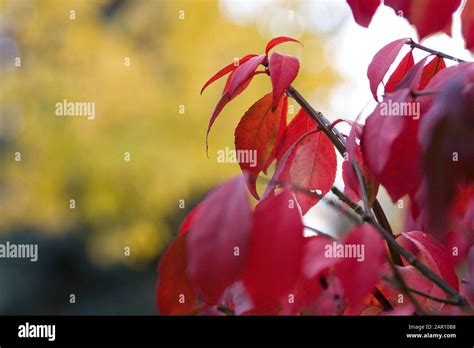 Image result for Autumn Burning