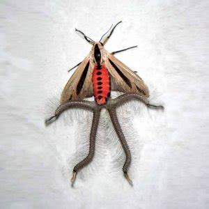 Image result for Alien Moth