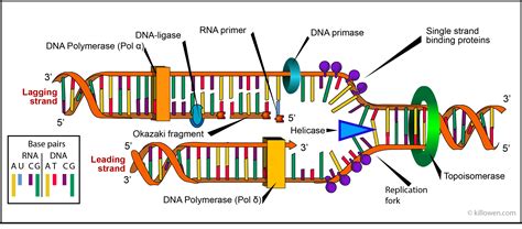 Image result for DNA Replication Process