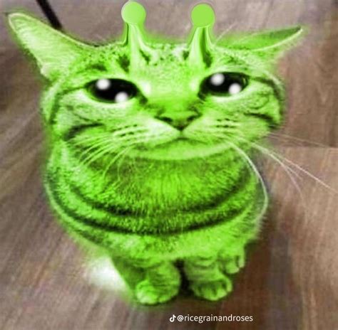 Alien Cat | Funny Cat Memes, Silly Cats Pictures, Cute Alien