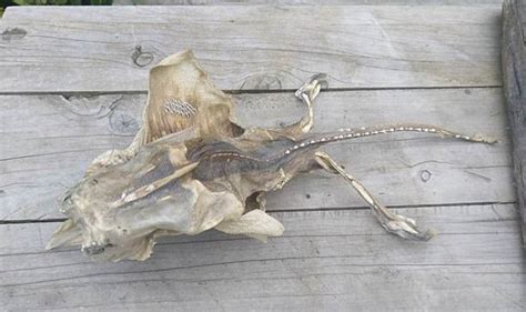 Alien Found On Beach に対する画像結果