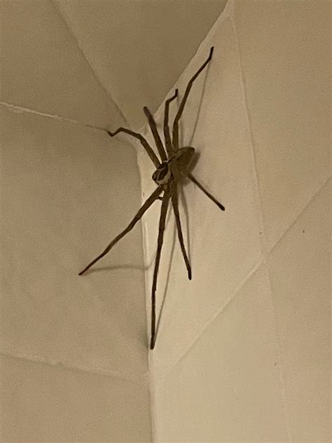 Image result for Devil and the Huntsman