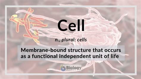 Image result for Cell Biology Definition