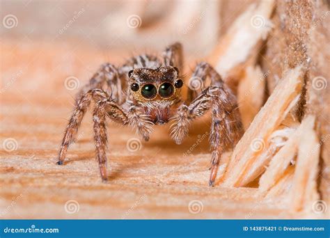 Common Jumping Spider に対する画像結果