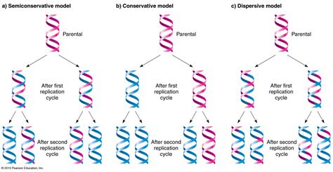 Image result for DNA Replication Model