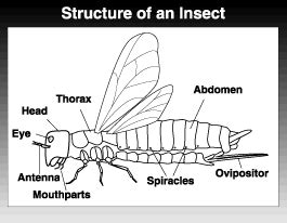 Image result for Development Insect