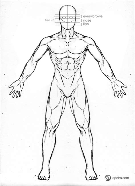 Image result for Anatomy Drawing