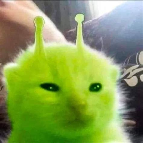 Image result for Alien Cat