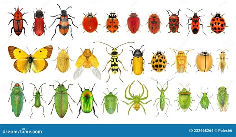 Insect color diversity stock photo. Image of rhynchophorus - 232668264