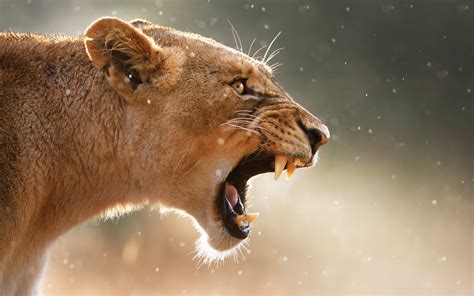 nature, Lion, Animals, Roar Wallpapers HD / Desktop and Mobile Backgrounds