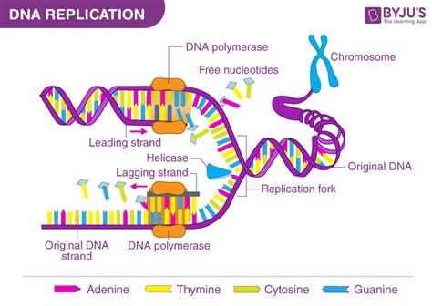 Image result for DNA Replication Process