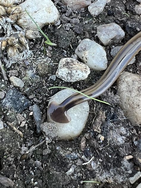 Alien Bug に対する画像結果