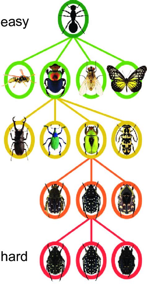 Image result for Classifying Insects
