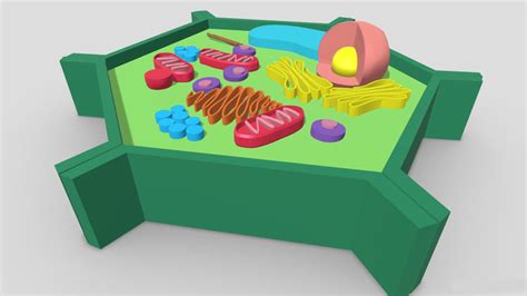 Image result for 3D Plant Cell Model