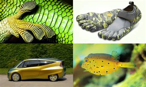 Image result for Biomimicry