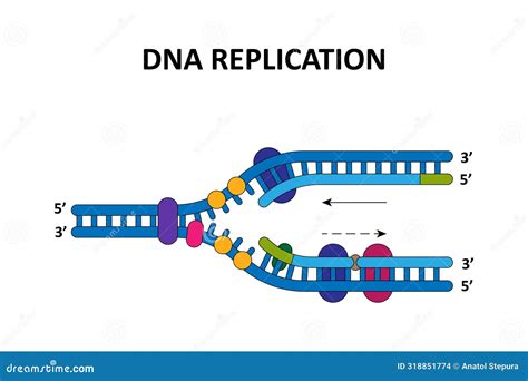 Image result for DNA Replication Process