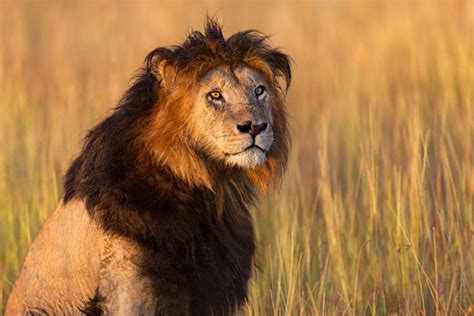 Image result for Lion Images