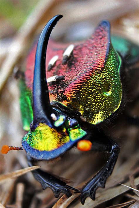 Image result for Beautiful Insects