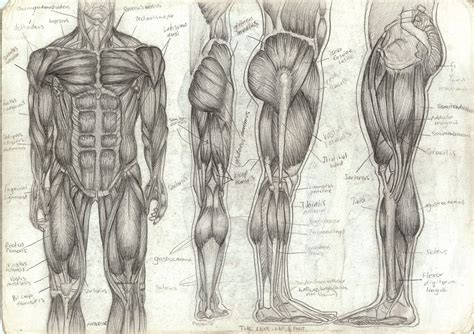 Image result for Anatomy Drawing