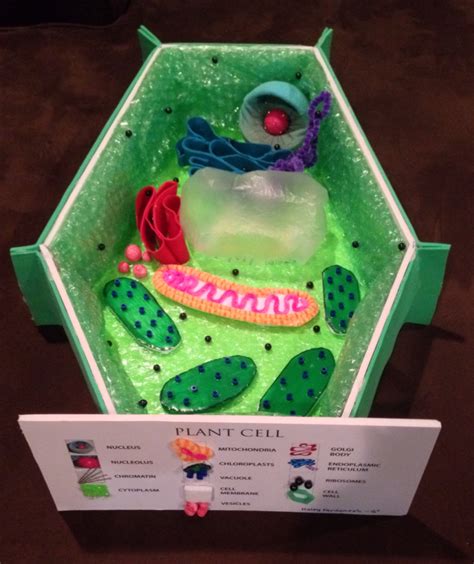 Image result for 3D Plant Cell Model