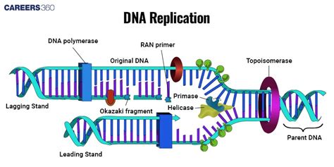 Image result for DNA Replication Process