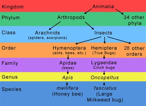 Image result for Classifying Insects