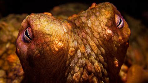 Image result for Alien Life Discovered