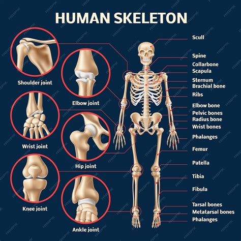 Realistic human skeleton infographic 3d male body structure front view ...