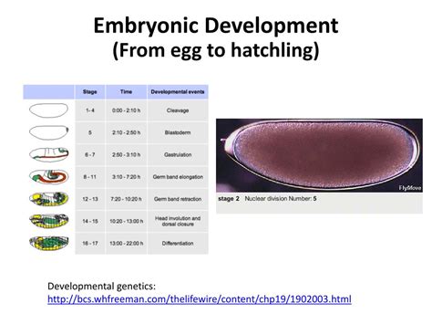 Image result for Development Insect