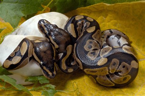 Image result for Python Brooding