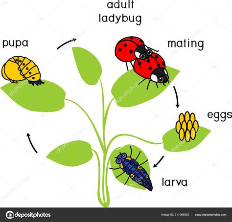 Image result for Development Insect