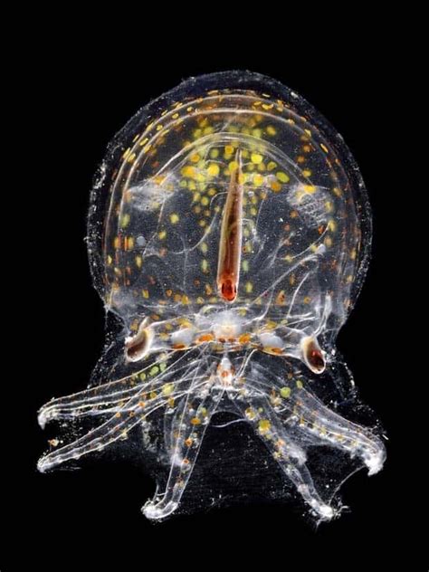 Image result for Alien Animals