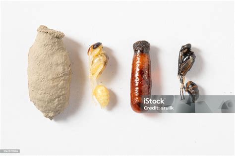 Image result for Development Insect