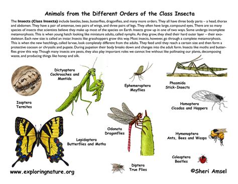 Image result for Classifying Insects