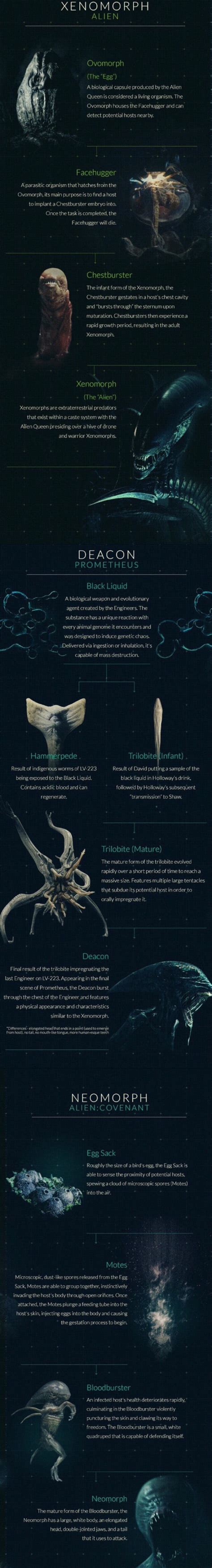 13 Different Types Of Alien Xenomorphs in The Alien Franchise | FizX