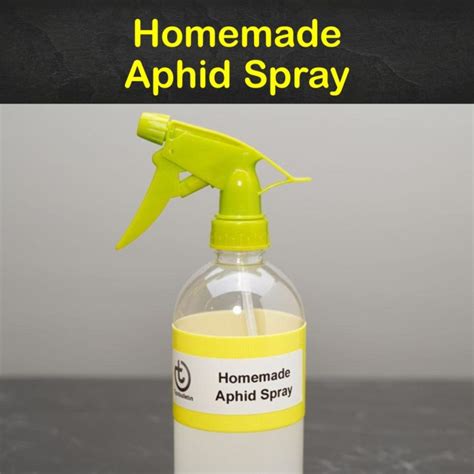 Toradh íomhá ar Best Homemade Aphid Spray