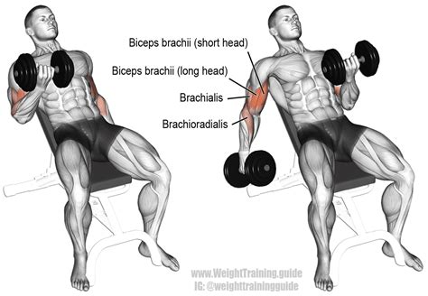Image result for Dumbbell Arm Exercises