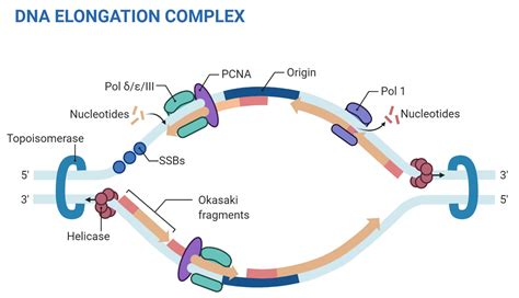 Image result for DNA Replication Process
