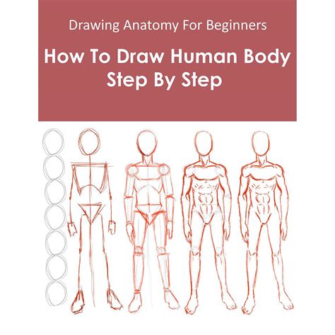 Image result for Anatomy Drawing