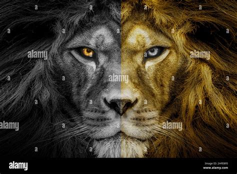 Image result for Lion Images