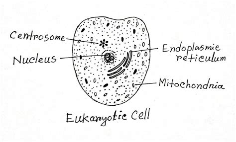 Image result for Cell Biology Definition