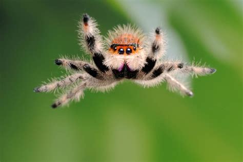 Common Jumping Spider に対する画像結果