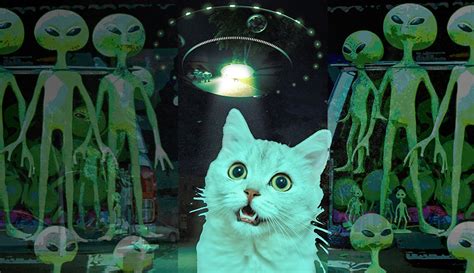 Image result for Alien Cat