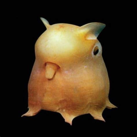 Image result for Real Sea Creatures