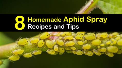 Toradh íomhá ar Best Homemade Aphid Spray