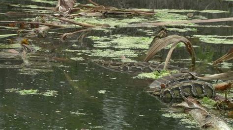 Image result for Example Python Code for Water Discharge